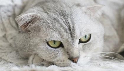 开云官方app——把复杂生活变成掌上简约的艺术