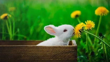 乐鱼登录：开启你的智能娱乐新体验